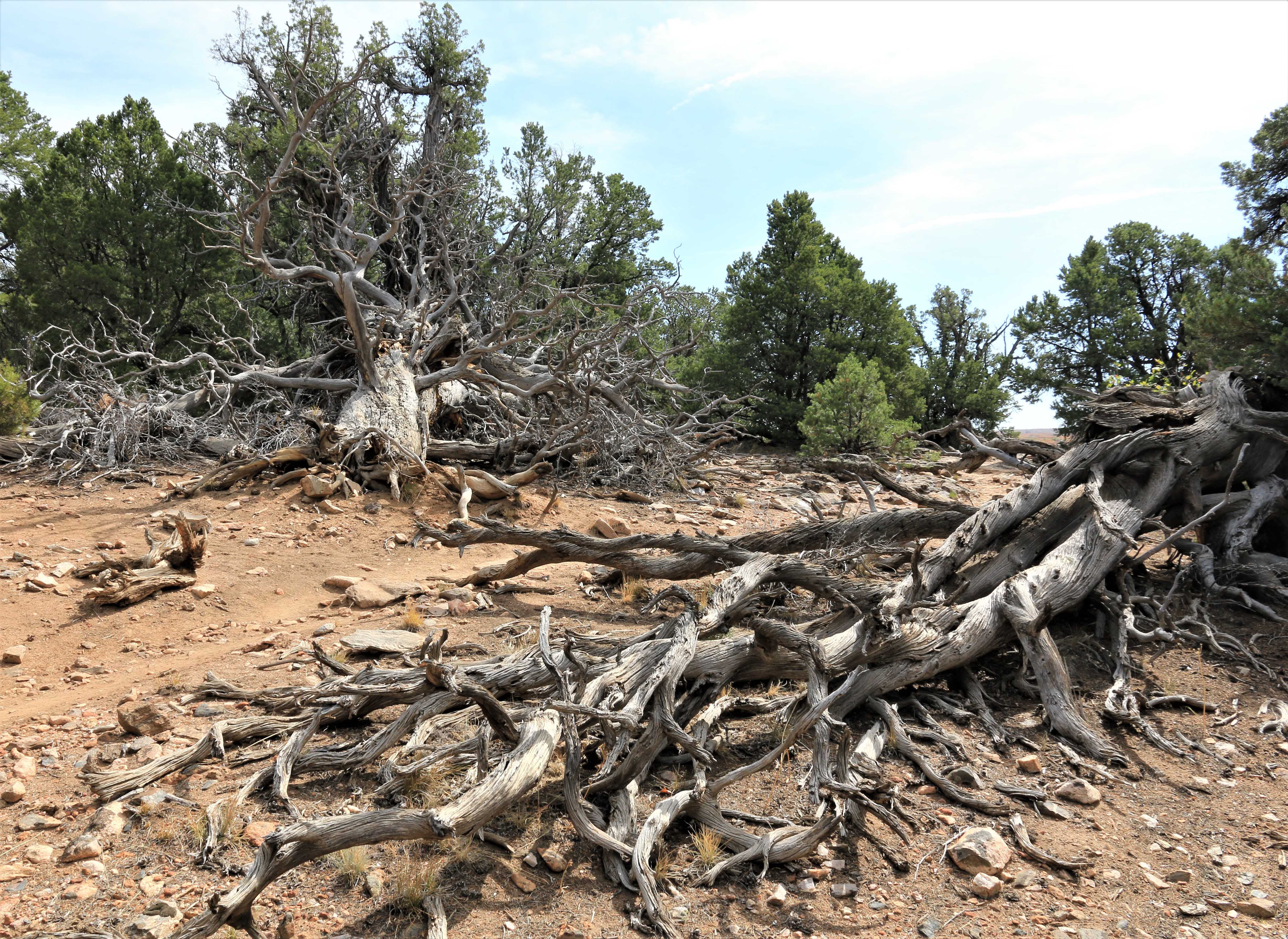 Black Canyon NP